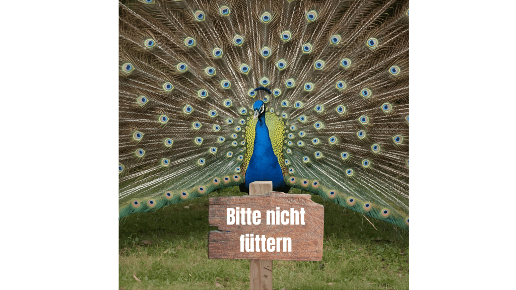 Ein Pfau auf einer grünner Wise, mit einem prahtvollem Federschanz symboliiert einen narzisstischen Mann. Vorne steh ein Holzschild mit dem Text "Bitte nicht füttern". Was der Umgang mit narzissten symbolisieren soll.
